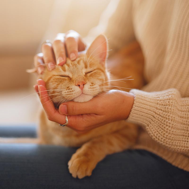 cat on persons lap being petted in Mooresville & Denver, NC