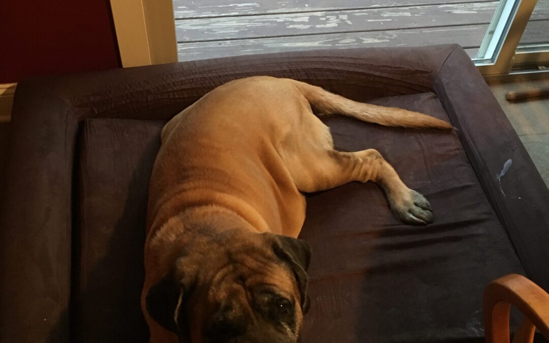 Our sweet dog, Brutus