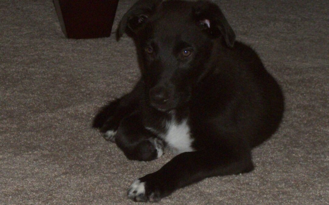 Our Sweet Boy