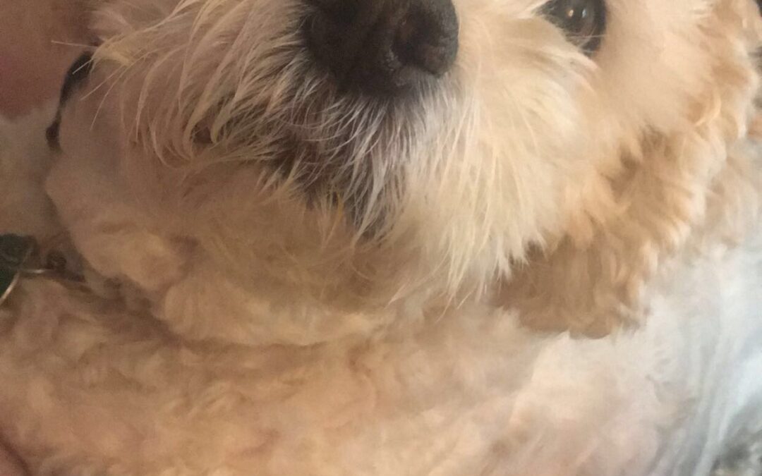 Dixie Loved Everyone