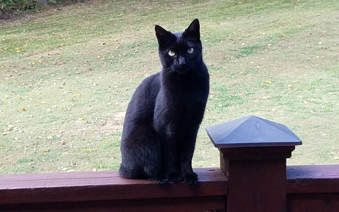 Our Beloved Kitty
