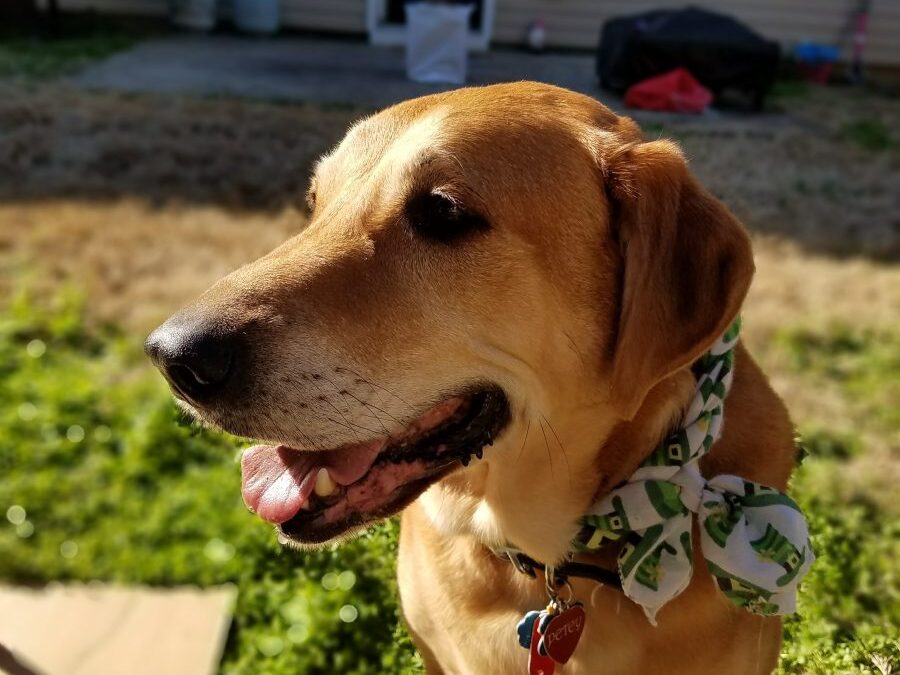 We will forever miss you Petey