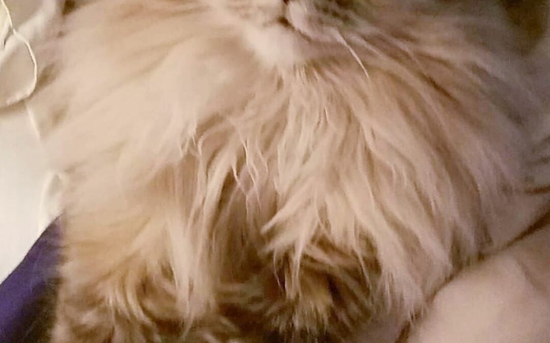 Fluffy – Forever in our Heart