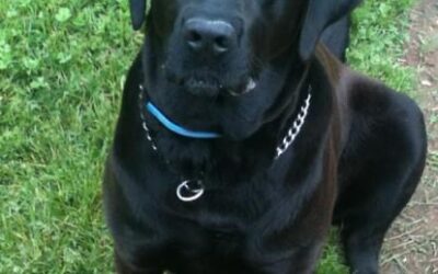 He was the BEST boy!