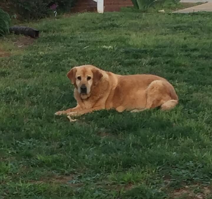 Our precious fur baby Baxter