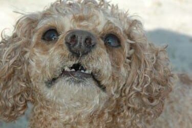 Master Splinter Gribbins