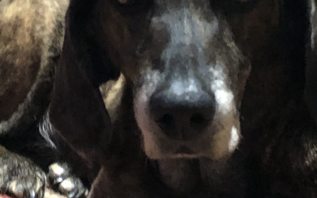 Sweet Shiloh