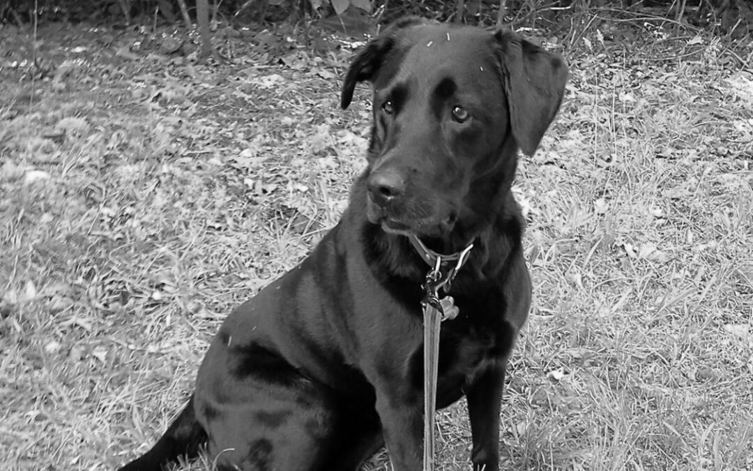 The Love of a Dog