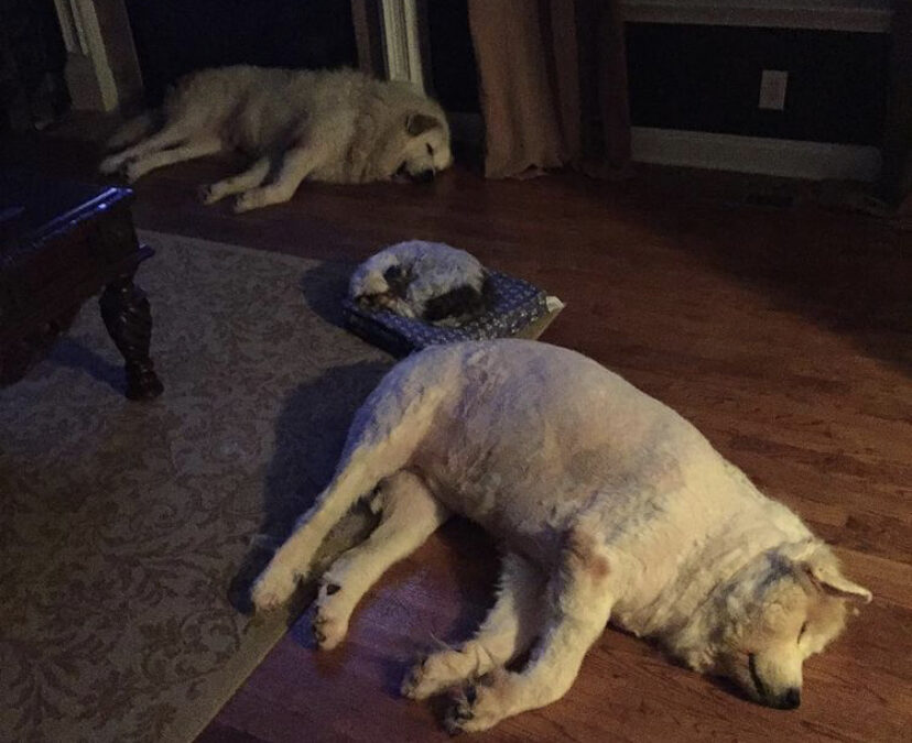 Our Sweet Babies