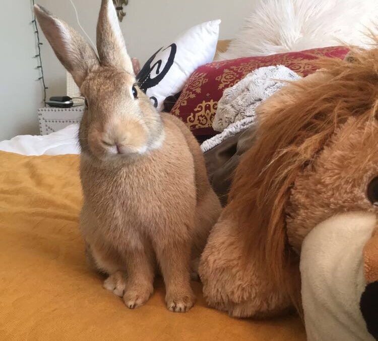 Sweet Baby Bun