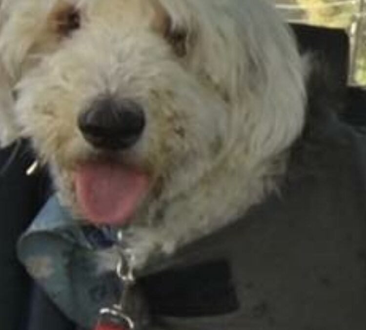 Sweet Bentley