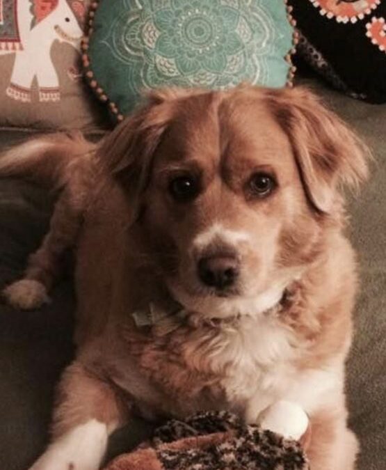 Our Shelby Girl