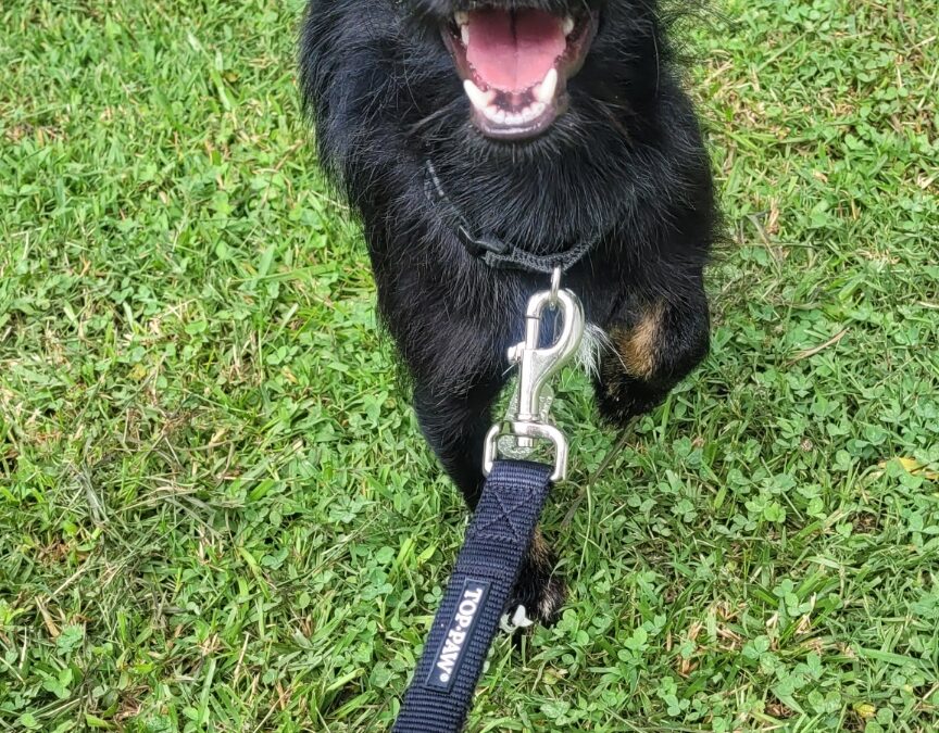 The toughest little dog I’ve ever met