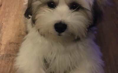 Sweetest Boy