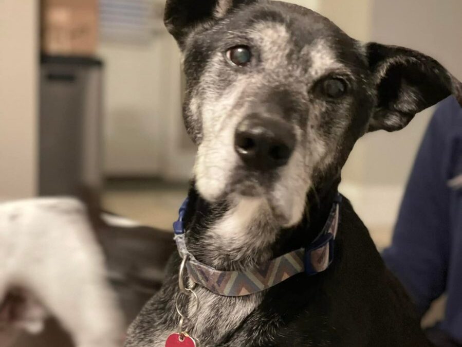 Our little old man Blackie