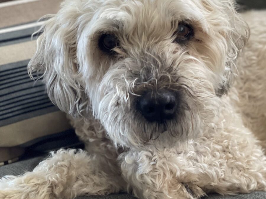 Our Sweetie Wheatie