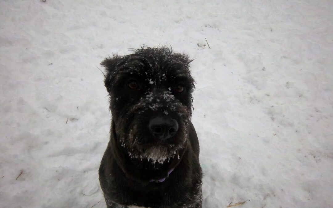 My Amazing Girl Josie