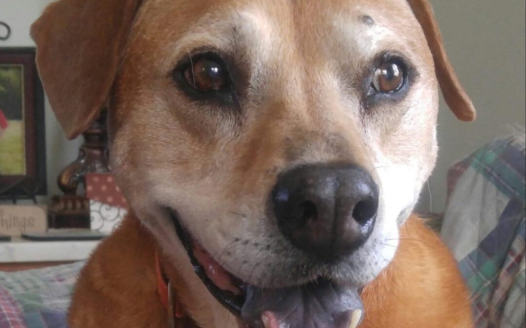 Ace …our big brown dog