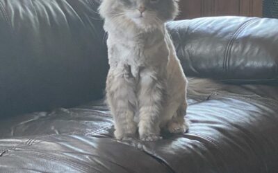 My Gracie Girl