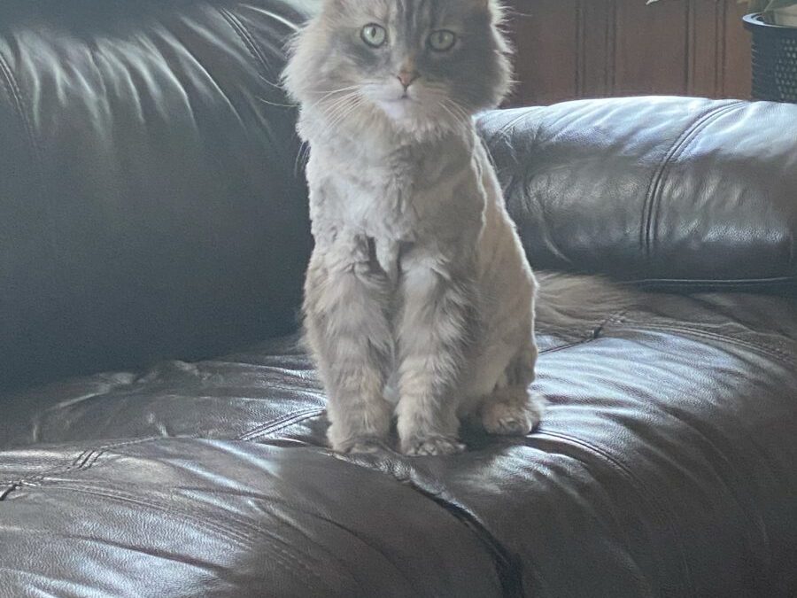 My Gracie Girl
