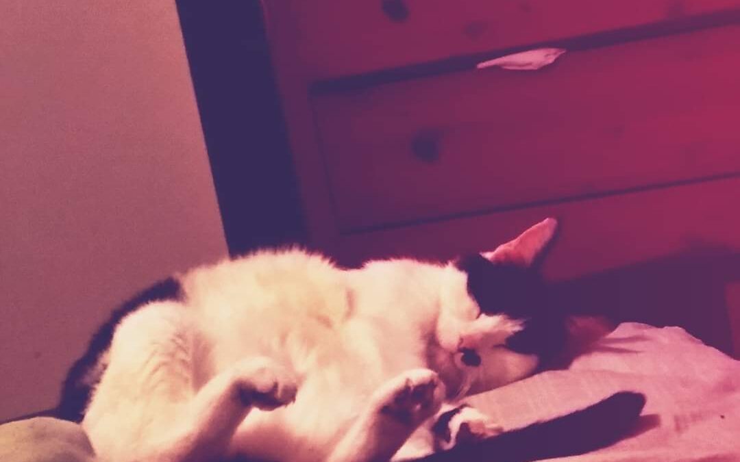 Elsie; forever loved
