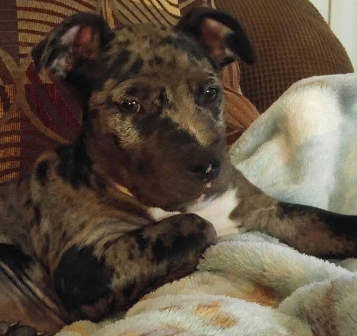 Life Saving Dog
