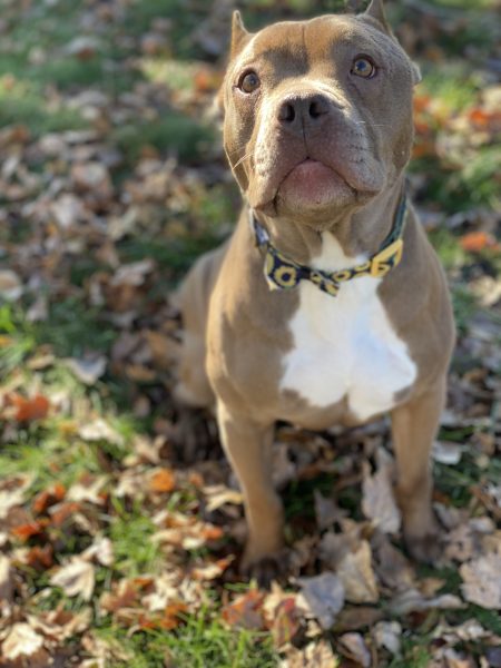 Sweet coco ￼