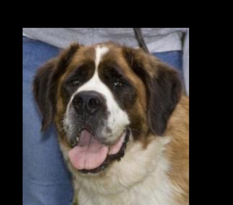 Furever in our Hearts – 130 lbs of Drool and Love