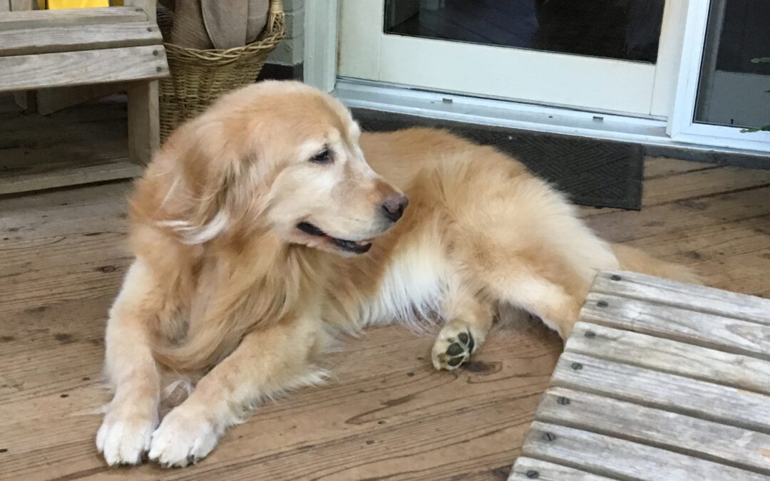 You will be forever missed my sweet dog