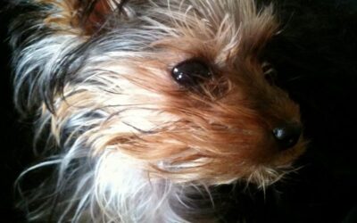 My Precious Yorkie