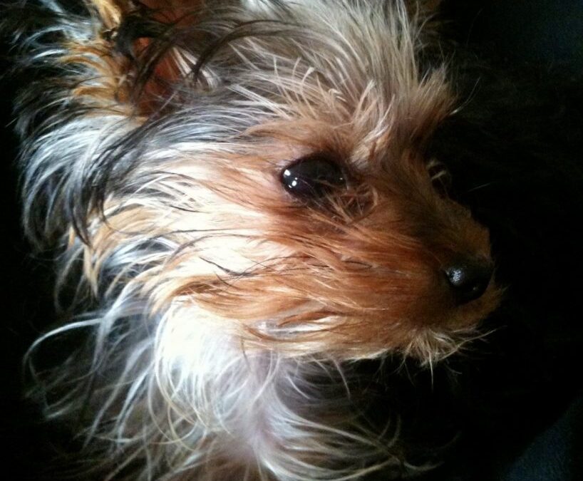 My Precious Yorkie