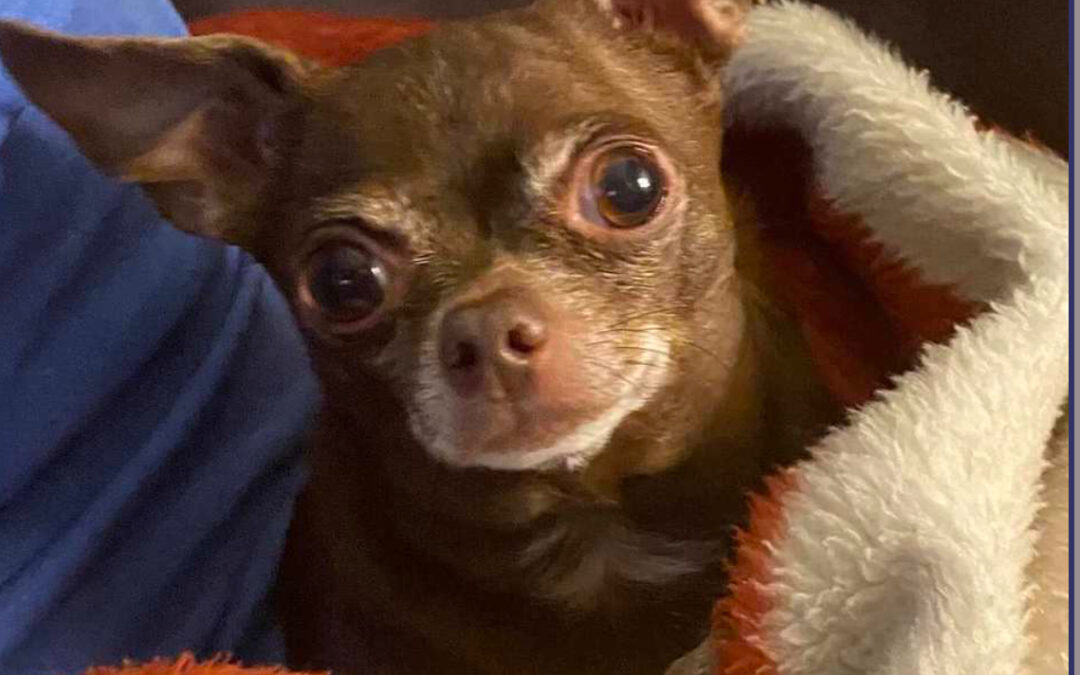 Mama and Daddy perfect princess