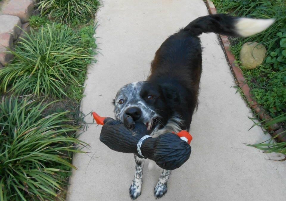 Bestest Boy