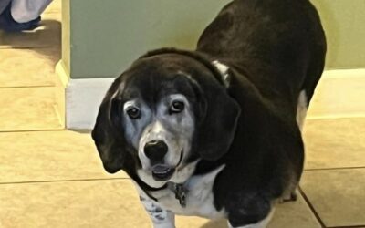 Miss you so much sweet Bailey