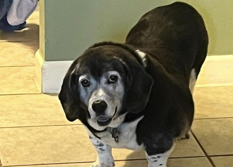 Miss you so much sweet Bailey