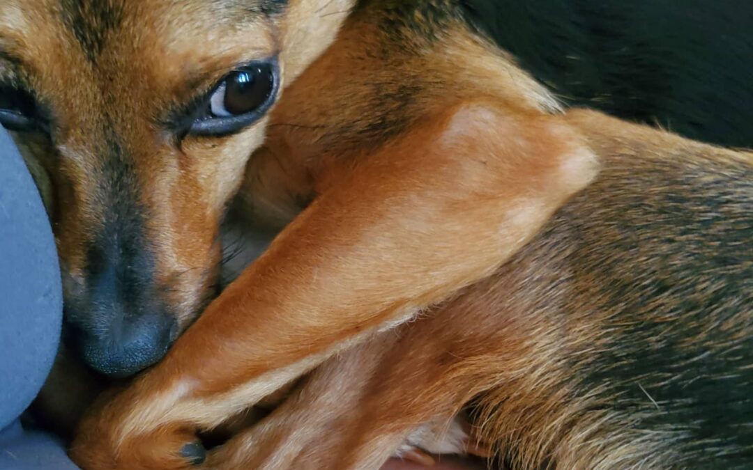 Chico, our sweetest baby boy, has earned his wings