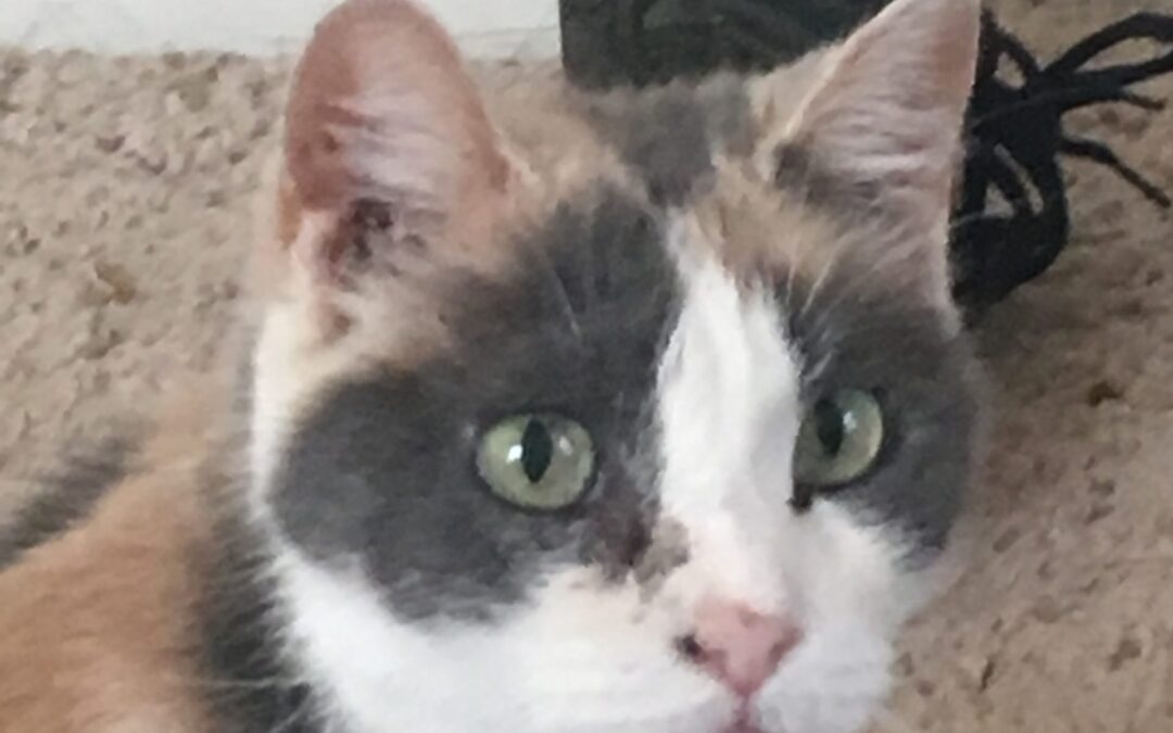 My first real pet