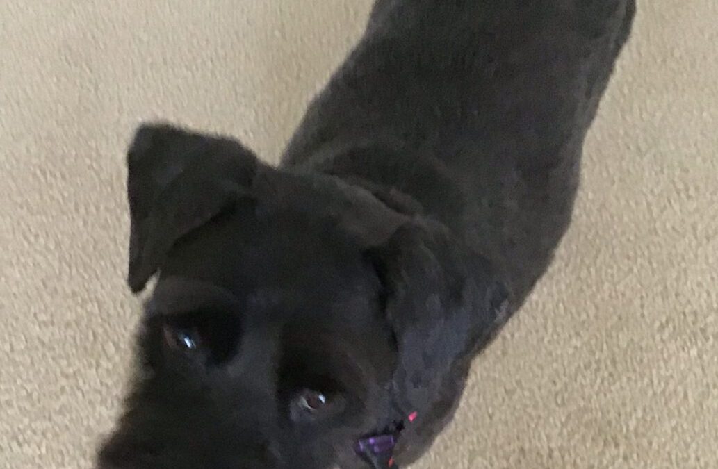 Our special boy Zeus