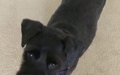 Our special boy Zeus