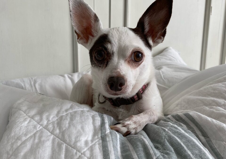 Remembering Tink