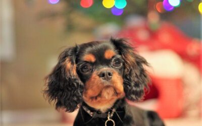 Best Furry Friend Ever