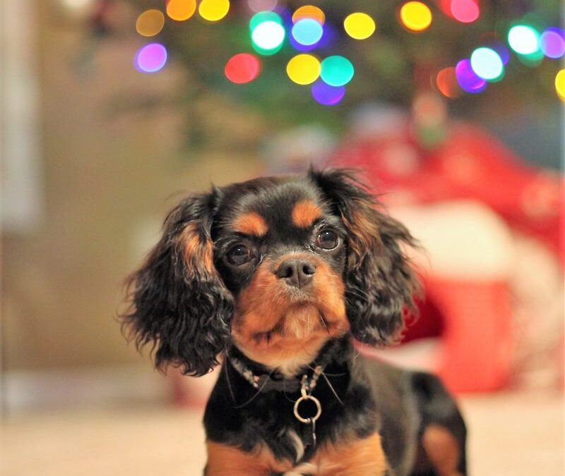 Best Furry Friend Ever