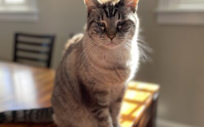 Indie Porter (4/18/08 – 9/3/23)