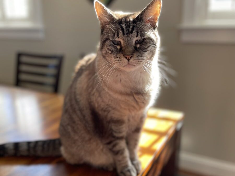 Indie Porter (4/18/08 – 9/3/23)