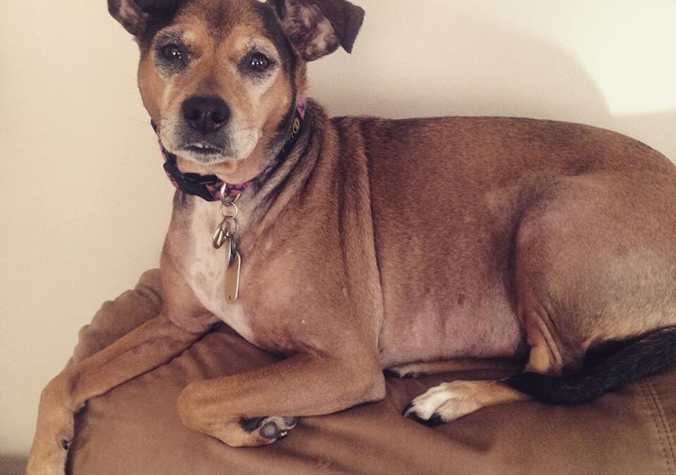 In Loving Memory – Lexi “Bean” Foxx