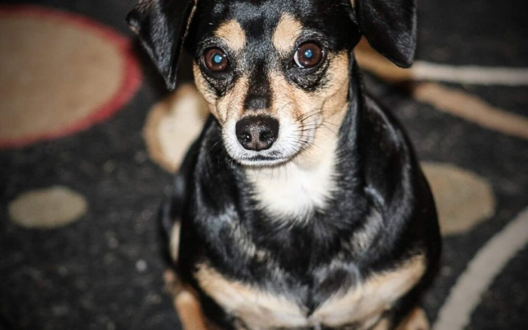 The most loving Devil Dog whom consumed our hearts.