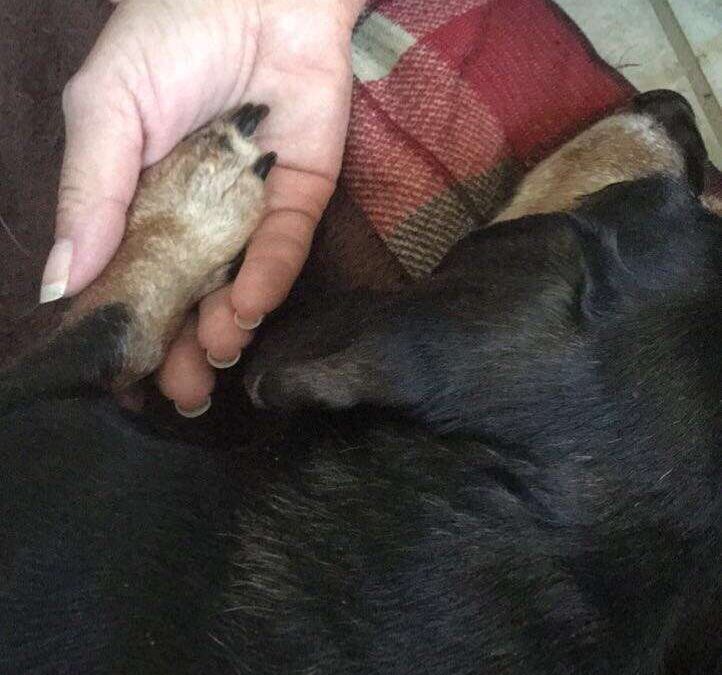 Toby Woby Weiner