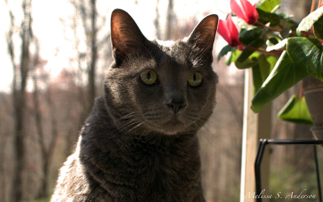 Thomas