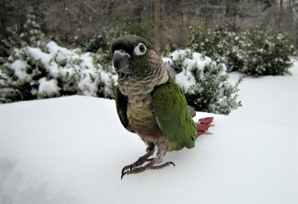 My little Luvi bird