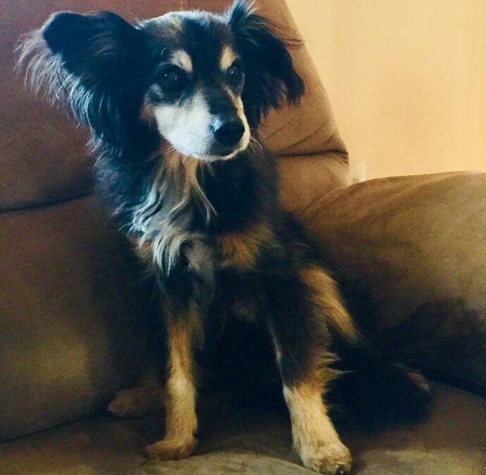 My precious baby dog